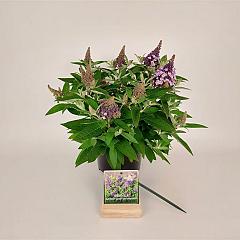 Buddleja d. 'Butterfly Candy Lila Sweatheart'