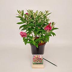 Buddleja d. 'Butterfly Candy Little Ruby'