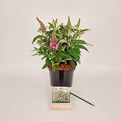 Buddleja d. 'Butterfly Candy Little Pink'