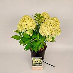 Hydrangea pan. 'Little Spooky' ®