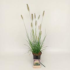 Pennisetum al. 'Hameln'