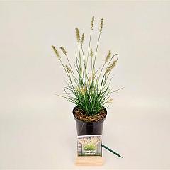 Pennisetum al. 'Little Bunny'