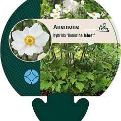 Anemone hyb. 'Honorine Jobert'
