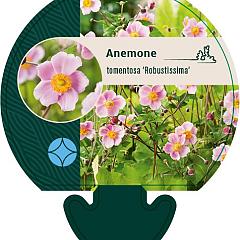 Anemone tom. 'Robustissima'