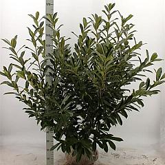 Prunus l. 'Caucasica'