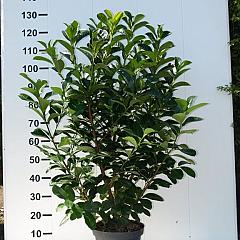 Prunus l. 'Etna'