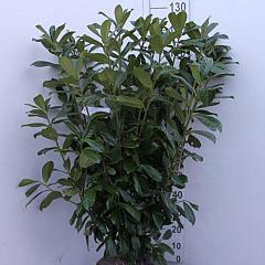 Prunus l. 'Novita'