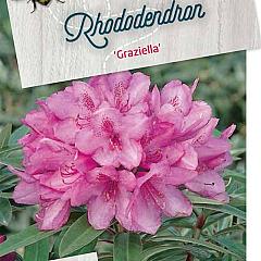 Rhododendron (P) 'Graziella'