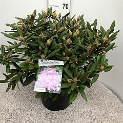 Rhododendron (Y) 'Carol. Allbrook'