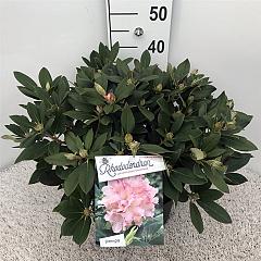 Rhododendron (Y) 'Dreamland'