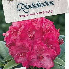 Rhododendron 'P. American Beauty'