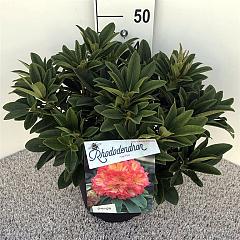 Rhododendron 'Sun Fire'
