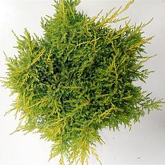 Juniperus pf. 'Gold Star'