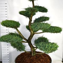 Juniperus med. 'Hetzii'