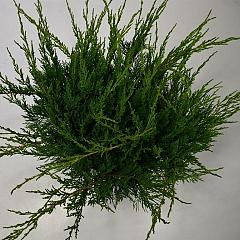 Juniperus pf. 'Mint Julep'