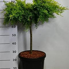 Juniperus pf. 'Pfitzeriana Aurea'