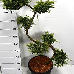Juniperus pf. 'Pfitzeriana Aurea'