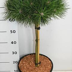 Pinus nigra 'Bambino'