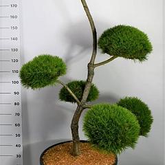 Pinus nigra 'Marie Bregeon' 