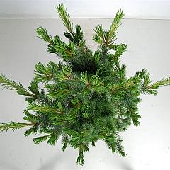 Pinus parviflora 'Azumi Goye'