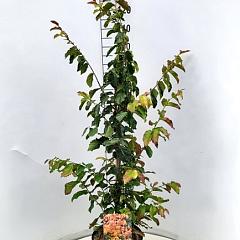 Parrotia persica