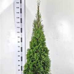 Thuja occ. 'Smaragd'