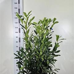 Prunus l. 'Elly'