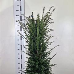 Taxus baccata