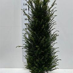 Taxus baccata