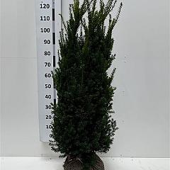 Taxus media 'Hicksii'