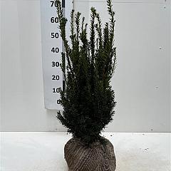 Taxus media 'Hillii'