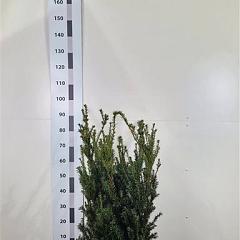 Taxus media 'Hillii'