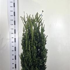 Taxus media 'Hillii'