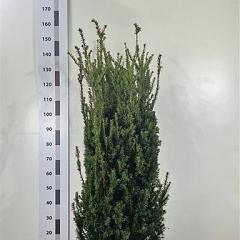Taxus media 'Hillii'