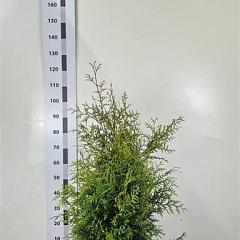 Thuja occ. 'Brabant'