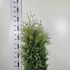 Thuja occ. 'Brabant'