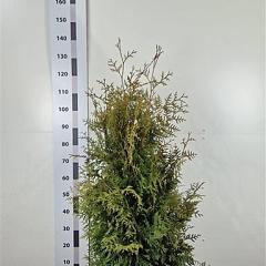 Thuja occ. 'Brabant'