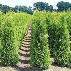 Thuja occ. 'Brabant'