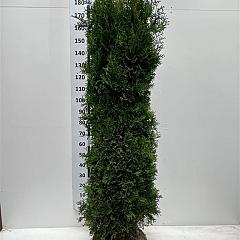 Thuja occ. 'Pyramidalis Compacta'