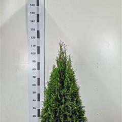 Thuja occ. 'Smaragd'