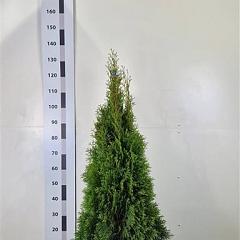 Thuja occ. 'Smaragd'