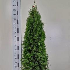 Thuja occ. 'Smaragd'