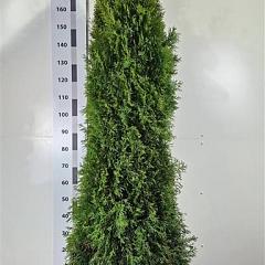 Thuja occ. 'Smaragd'