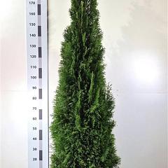 Thuja occ. 'Smaragd'
