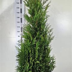 Thuja pl. 'Martin'