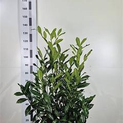 Prunus l. 'Caucasica'