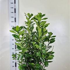 Prunus l. 'Novita'