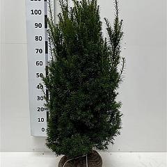 Taxus media 'Hicksii'