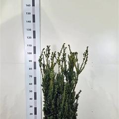 Taxus media 'Hillii'
