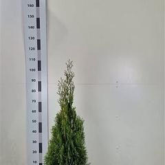 Thuja occ. 'Smaragd'